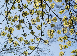 bildreich karten PK 412: blütenschleier.