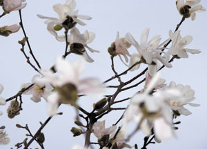 bildreich karten PK 421: au jardin du palais royal I.